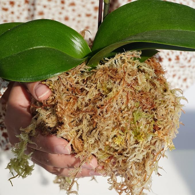 5oz Sphagnum Moss for Plant Propagation, Great Orchid Potting Mix, Help with Maintain Humidity