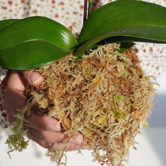 5oz Sphagnum Moss for Plant Propagation, Great Orchid Potting Mix, Help with Maintain Humidity