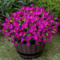 Artificial Faux Flowers for Outdoor 16 Bundles Boxwood Fake Morning Glory for Planter,UV Resistant Fake Flowers for Home Porch Patio Outside（Magenta）