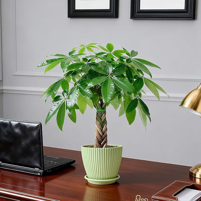 Sprout N Green Small Money Tree with 5 Lucky Braid, Live Plant with Green Stripe Pot, Decoration for Indoor Home Office Tabletop Windowsill Side Table, Housewarming, 8-10" Tall