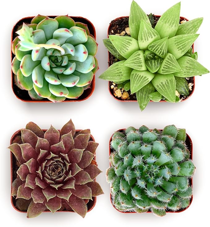 Shop Succulents Echeveria & Rosette Live Succulent Variety Pack – Fully Rooted 2" Potted Plants for Gifts, Favors, DIY Projects, Terrariums, Home Décor, and Garden Arrangements, 4 Pack