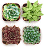 Shop Succulents Echeveria & Rosette Live Succulent Variety Pack – Fully Rooted 2" Potted Plants for Gifts, Favors, DIY Projects, Terrariums, Home Décor, and Garden Arrangements, 4 Pack