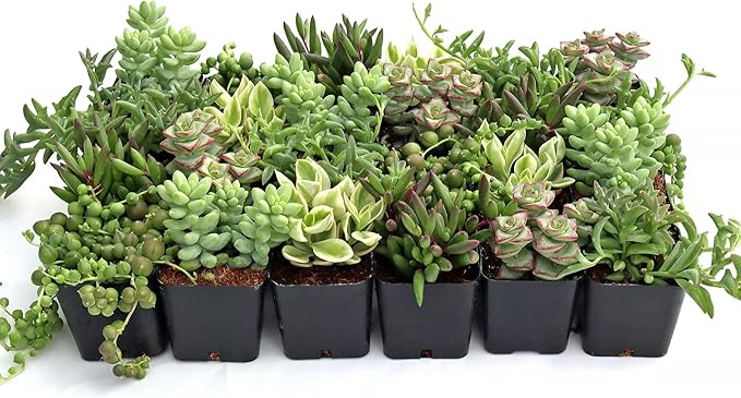Mountain Crest Gardens Trailing & Strings Succulent Pack - 24 Live Plants in 2 Inch Pots - Real Succulents for Hanging Planters, Home Decor, and DIY Arrangements