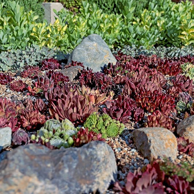 Mountain Crest Gardens Hardy Succulent Variety Pack - 20 Frost-Tolerant Live Plants, Rooted in 2 Inch Pots - Real Outdoor Succulents for Rock Gardens, Landscaping, DIY Arrangements