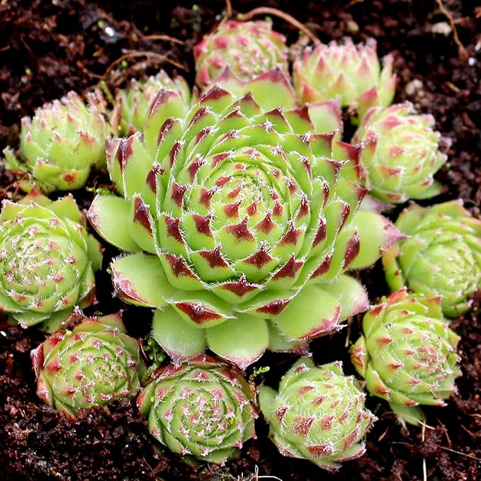 Mountain Crest Gardens Sempervivum Succulent Variety Pack - 6 Hardy Live Rosette Plants, No Repeats, Rooted in 2 Inch Pots - for Rock Gardens, Containers, DIY Displays