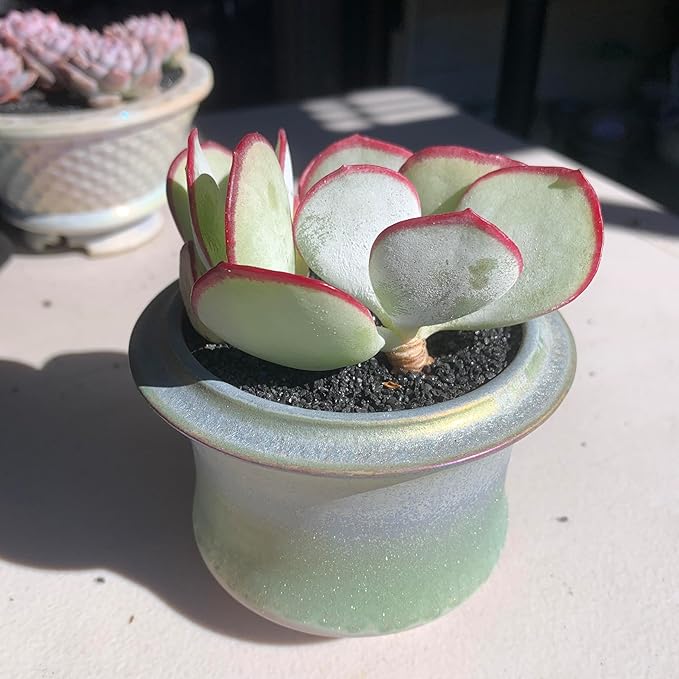 FWPP Live Succulents Plants Echeveria 'White Eyebrow' 2 inches 3 Pack,Rare Green Succulents Bare Root Without Pot Soil, Live Plants Indoor Office Decoration Wedding and Gift