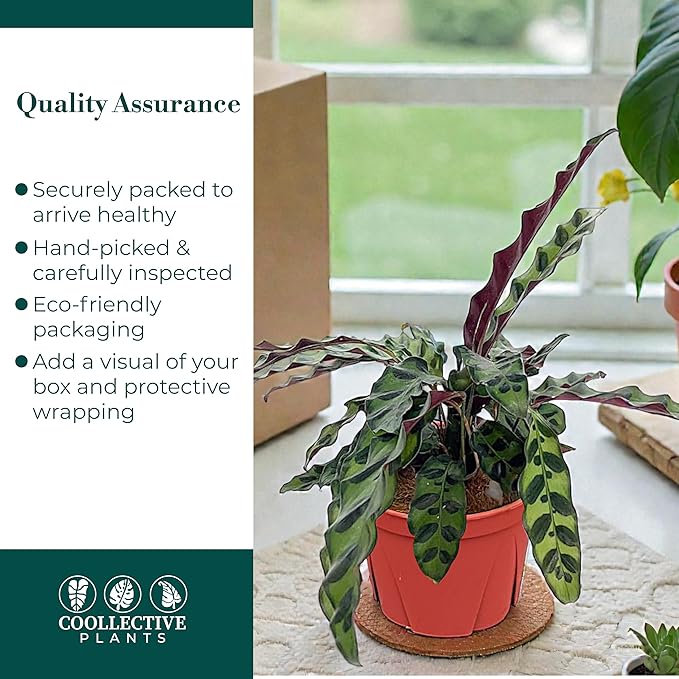 Calathea Lancifolia 'Rattlesnake' | Live Plant, Live Indoor, Easy to Care, and Low Maintenance Houseplant (6" pots Wide) (6-inch Pot)