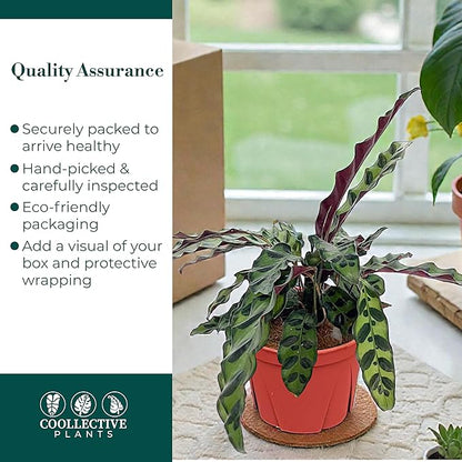 Calathea Lancifolia 'Rattlesnake' | Live Plant, Live Indoor, Easy to Care, and Low Maintenance Houseplant (6" pots Wide) (6-inch Pot)