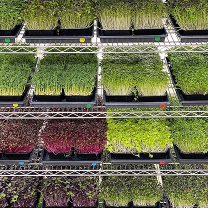 Active Grow Integrated Strip T5 2FT LED Grow Light - T5 Grow Lights for Indoor Plants, Flowers, Fruit, Tropical Plants & Germination - 10W - Red Bloom Spectrum - Linkable - 120-277V - 2-Pack