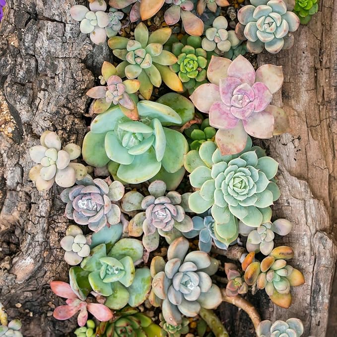Mountain Crest Gardens Ultimate Succulent Variety Pack - 25 Unique Live Plants, Many Types, Rooted in 2 inch Pots - Indoor/Outdoor Real Succulents for Garden Decor, Favors, DIY Arrangements