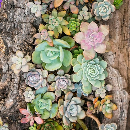 Mountain Crest Gardens Ultimate Succulent Variety Pack - 25 Unique Live Plants, Many Types, Rooted in 2 inch Pots - Indoor/Outdoor Real Succulents for Garden Decor, Favors, DIY Arrangements