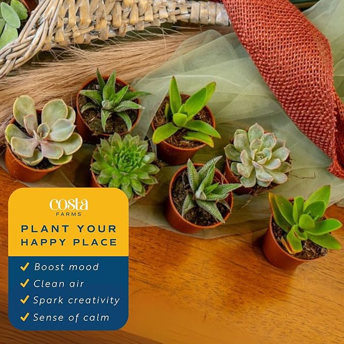 Costa Farms Mini Succulent Live Plants in Plastic Pots, Easy to Maintain Indoor Succulents, Houseplants for Home, Room, or Office Decor, House Warming or Birthday Gift, 2-3.5 Inches Tall, Pack of 6