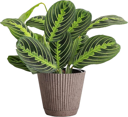 Thorsen's Greenhouse Lemon Lime Prayer Plant, Live Indoor Plant, Pet Friendly, Attractive Houseplant, Lemon Maranta, Natural Air Purifier, Easy to Grow, 4" Diameter Pot (Coffee)