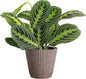 Thorsen's Greenhouse Lemon Lime Prayer Plant, Live Indoor Plant, Pet Friendly, Attractive Houseplant, Lemon Maranta, Natural Air Purifier, Easy to Grow, 4" Diameter Pot (Coffee)