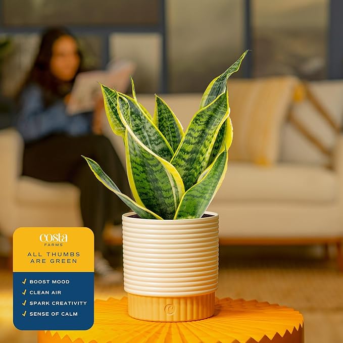 Costa Farms Sansevieria Grower's Choice Snake Live Indoor Plant, 12-Inches Tall, Grower Pot