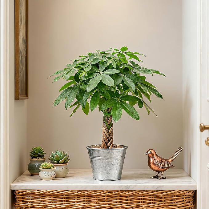 Sprout N Green Small Money Tree with 5 Lucky Braid, Live Plant with Vintage Metal Pot, Decoration for Indoor Home Office Tabletop Windowsill Side Table, Housewarming Christmas Gift, 8-10" Tall