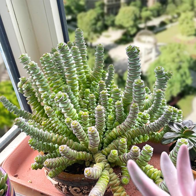 4" String of Buttons in Green Stripe Pot, Live Crassula 'Baby's Necklace' Trailing Succulent, Rare House Plant for Home Office Wedding Hanging Decoration, DIY Projects, Party Favor