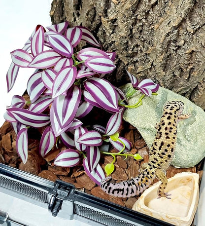 Woyrise Reptile Plants for Terrarium Decor, Ball Python Tank Accessories fit Bearded Dragon Crested Leopard Gecko Lizard Chameleon Snake Frog Tortoise Hermit Crab - Fake Zebrina Purple