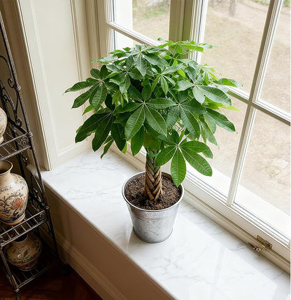 Sprout N Green Small Money Tree with 5 Lucky Braid, Live Plant with Vintage Metal Pot, Decoration for Indoor Home Office Tabletop Windowsill Side Table, Housewarming Christmas Gift, 8-10" Tall