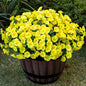 Artificial Faux Flowers for Outdoor 16 Bundles Boxwood Fake Morning Glory for Planter,UV Resistant Fake Flowers for Home Porch Patio Outside（Yellow）