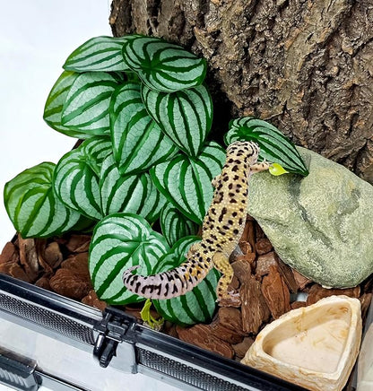 Woyrise Reptile Plants for Terrarium Decor, Ball Python Tank Accessories fit Bearded Dragon Crested Leopard Gecko Lizard Chameleon Snake Frog Tortoise Hermit Crab - Fake Calathea Orbifolia