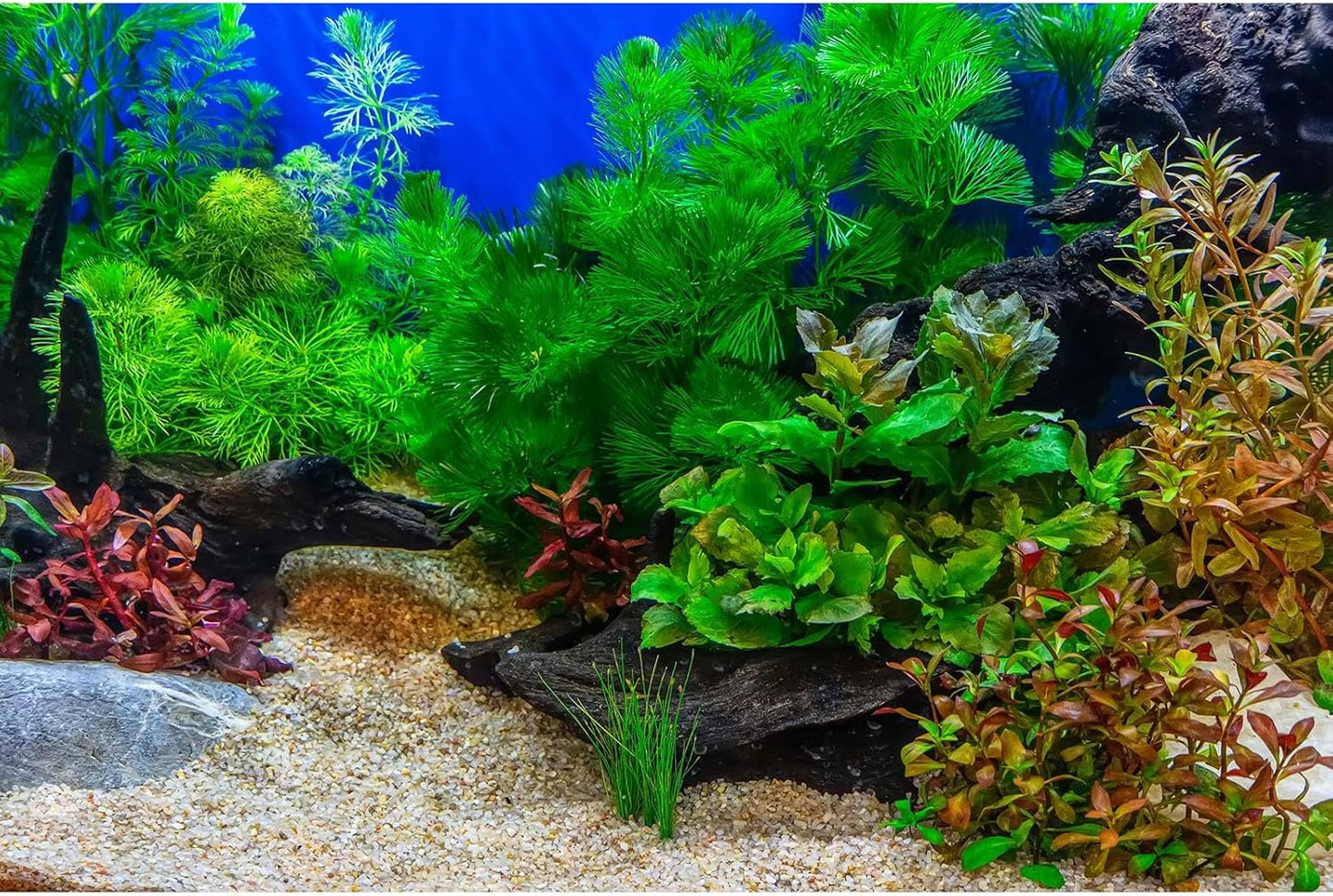 Aquarium Background Underwater Grass Leaves with Pebble Aquarium Backdrop Vivid and Fresh Green Aquatic Plant Stone River Bed and Lake Fish Deadwood Tank Background Decor Vinyl 72x18in