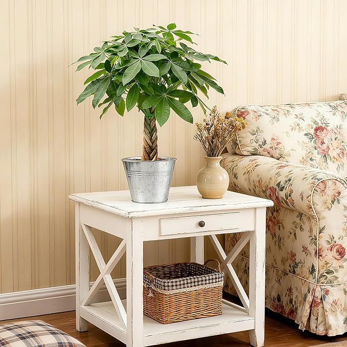 Sprout N Green Small Money Tree with 5 Lucky Braid, Live Plant with Vintage Metal Pot, Decoration for Indoor Home Office Tabletop Windowsill Side Table, Housewarming Christmas Gift, 8-10" Tall