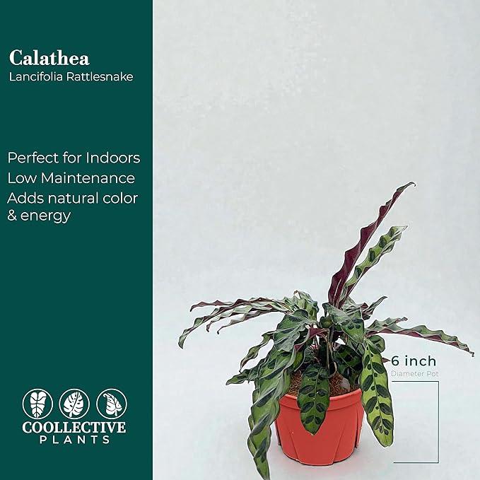 Calathea Lancifolia 'Rattlesnake' | Live Plant, Live Indoor, Easy to Care, and Low Maintenance Houseplant (6" pots Wide) (6-inch Pot)