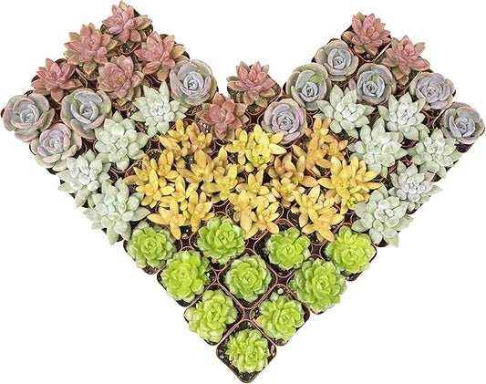 Altman Plants Premium Bulk Succulent Plants (50 Pack), 5 Unique Live Succulents in Sets of 10, Assorted Colors & Shapes, 2 in Pots