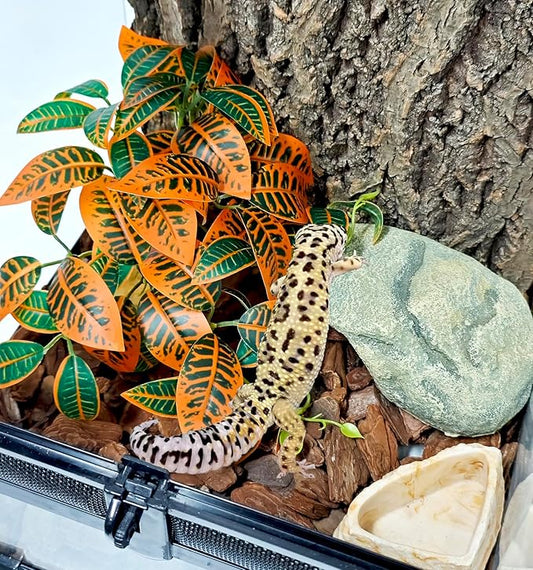 Woyrise Reptile Plants for Terrarium Decor, Ball Python Tank Accessories fit Bearded Dragon Crested Leopard Gecko Lizard Chameleon Snake Frog Tortoise Hermit Crab - Fake Codiaeum Variegatum