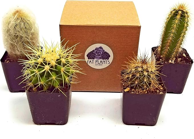 Fatplants Mini Cactus Plants Live Plants (4 Pack), Cactus Plant Indoor Live Plants, Cacti Plants Live Cactus Decor, Succulents Plants Live Houseplants, Mini Cactus Gifts in Cactus Soil Potting Mix