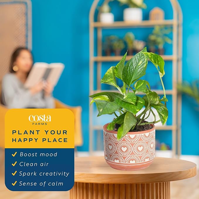 Costa Farms Pothos Plant, Devil's Ivy in Decorative Pot, Easy to Maintain, Air Purifying Indoor Houseplant, Trellis, Shelf, Room, or Office Decor, House Warming Gift, 8-12 Inches Tall