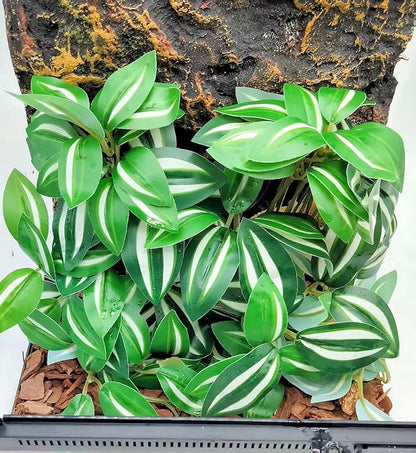 Reptile Plants for Terrarium Decor, Amphibian Habitat Decor, Snake Tank Accessories, Artificial Hanging Plants with Suction Cup-2 Packs (Zebrina Green)