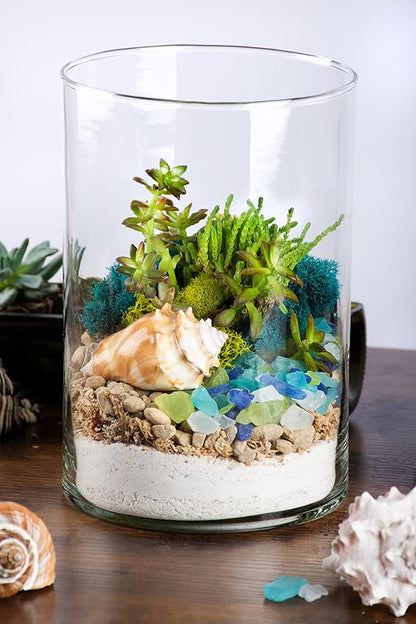 SuperMoss (90420) Beach Terrarium DIY Kit – Create Stunning Nature-Inspired Mini Gardens – Perfect for Home Decor, Office Gifts, and Plant Lovers, Appx 8 Oz