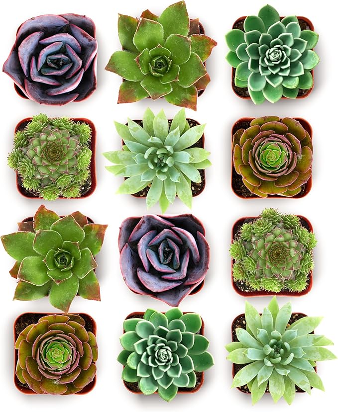 Shop Succulents Echeveria & Rosette Live Succulent Variety Pack – Fully Rooted 2" Potted Plants for Gifts, Favors, DIY Projects, Terrariums, Home Décor, and Garden Arrangements, 12 Pack