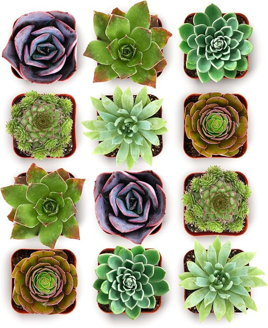 Shop Succulents Echeveria & Rosette Live Succulent Variety Pack – Fully Rooted 2" Potted Plants for Gifts, Favors, DIY Projects, Terrariums, Home Décor, and Garden Arrangements, 12 Pack