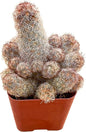 Sprout N Green Mammillaria elongata 'Copper King', Live Cactus Plant Fully Rooted in 2" Pots with Soil Mix, Houseplant for Indoor Outdoor Home Office Décor