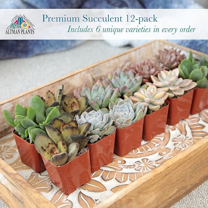 Altman Plants Deluxe Live Succulents (12 Pack), 6 Unique Varieties in Sets of 2, Assorted Colors & Shapes, Easy Plant Care, 2 in Pots