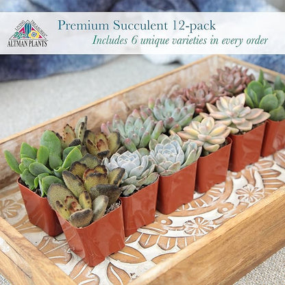 Altman Plants Deluxe Live Succulents (12 Pack), 6 Unique Varieties in Sets of 2, Assorted Colors & Shapes, Easy Plant Care, 2 in Pots