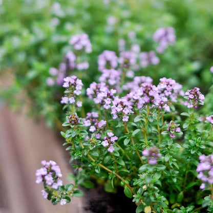 German Thyme Plants - Perfect for Indoor or Outdoor Gardening, High in Antioxidants, Fragrant and Flavorful Herb (4 ger Thyme Cups)
