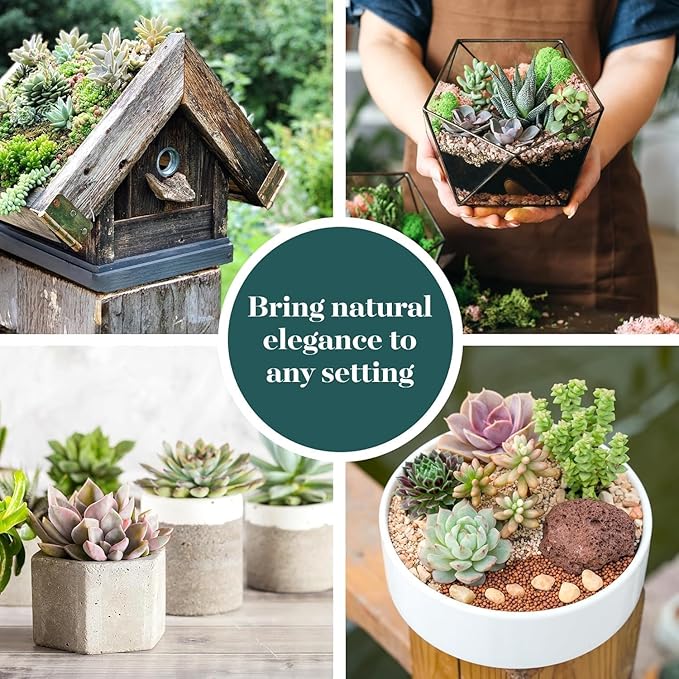 Shop Succulents Endless Summer Succulent Pack Collection - Live Mini Succulent Plants, Low Maintenance, Colors & Textures - Wedding and Party Favors, Gift & Garden, Pack of 100