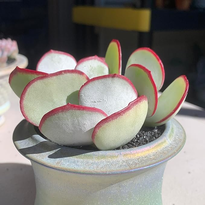 FWPP Live Succulents Plants Echeveria 'White Eyebrow' 2 inches 3 Pack,Rare Green Succulents Bare Root Without Pot Soil, Live Plants Indoor Office Decoration Wedding and Gift