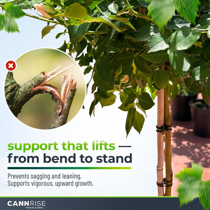 Anchor Rubber Bands for Trellising – 70 Pack of 8 cm/3.14 inches Rubber Bands for Outdoor Plant Support, Climbing Plants, Grape Vines, Trees – UV-Protected, Elastic, Multi-Purpose Use