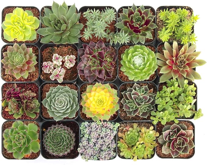 Mountain Crest Gardens Hardy Succulent Variety Pack - 20 Frost-Tolerant Live Plants, Rooted in 2 Inch Pots - Real Outdoor Succulents for Rock Gardens, Landscaping, DIY Arrangements