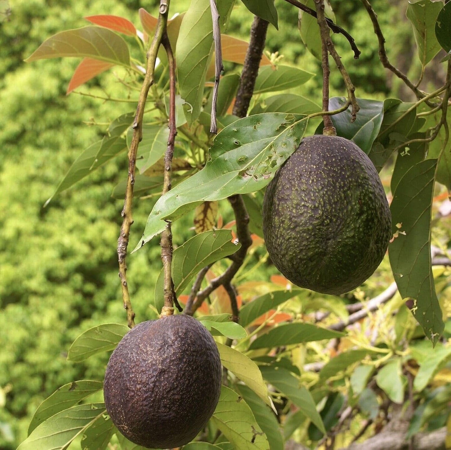 HASS Avocado Tree - Live Big Fruit Tree 12"-24" Tropical Plantae