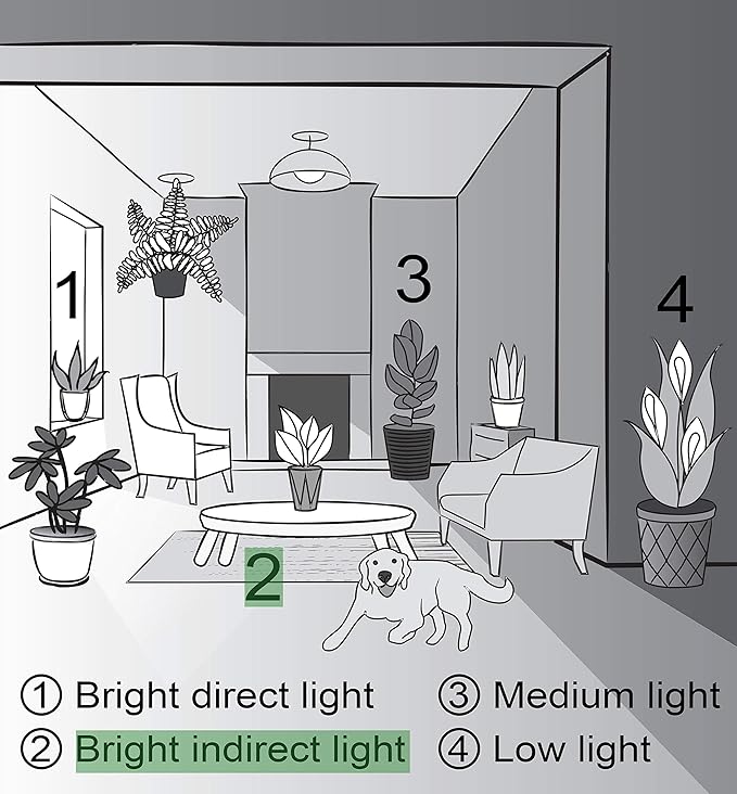 Thorsen's Greenhouse Lemon Lime Prayer Plant, Live Indoor Plant, Pet Friendly, Attractive Houseplant, Lemon Maranta, Easy to Grow, 4" Diameter Pot (Brushed Silver)