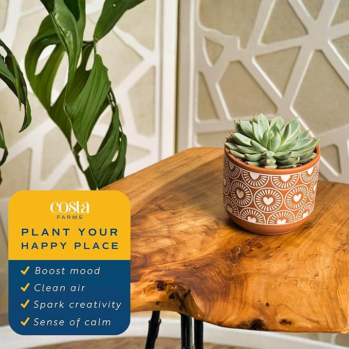 Costa Farms Echeveria, Succulent Live Plant in Decorative Pot, Succulent Indoor Houseplant, Perfect for Home, Room, or Office Decor, Great House Warming or Birthday Gift, 4-6 Inches Tall