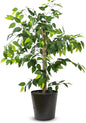 4ft Ficus Tree in Black Metal Pot with Real-Wood Trunk - Indoor and Outdoor Faux Plants for Patio, Living Rooms, Offices & Outdoor Spaces
