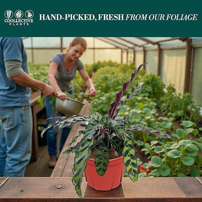 Calathea Lancifolia 'Rattlesnake' | Live Plant, Live Indoor, Easy to Care, and Low Maintenance Houseplant (6" pots Wide) (6-inch Pot)