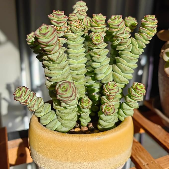 4" String of Buttons in Green Stripe Pot, Live Crassula 'Baby's Necklace' Trailing Succulent, Rare House Plant for Home Office Wedding Hanging Decoration, DIY Projects, Party Favor